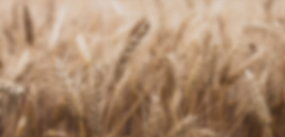 So, to obtain them, the grits softened and swollen.