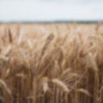 So, to obtain them, the grits softened and swollen.