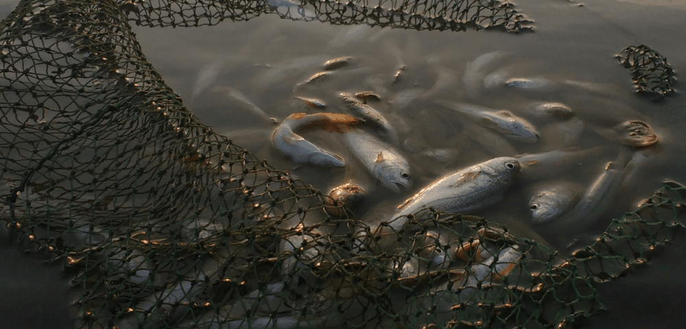 What type of fish are the semi-finished products you bought?