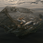 What type of fish are the semi-finished products you bought?